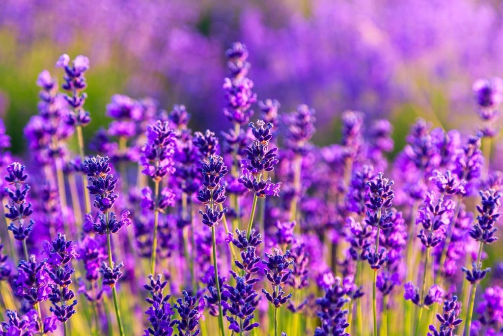 1676355028 gagaru club p lavanda krasivaya krasivo 44 1024x683