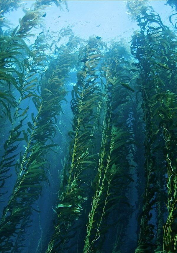 1695844066 vsegda pomnim com p morskie vodorosli fotografii 45 600x853