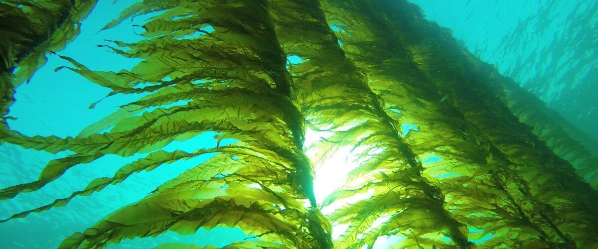Seaweed Solutions e1673966366522 1200x500