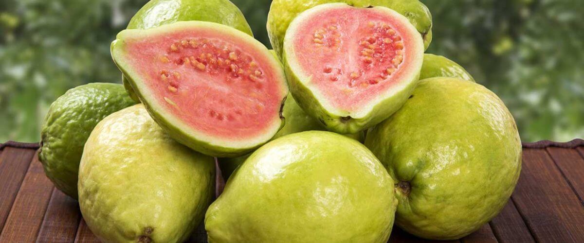 Guava 1 1200x500