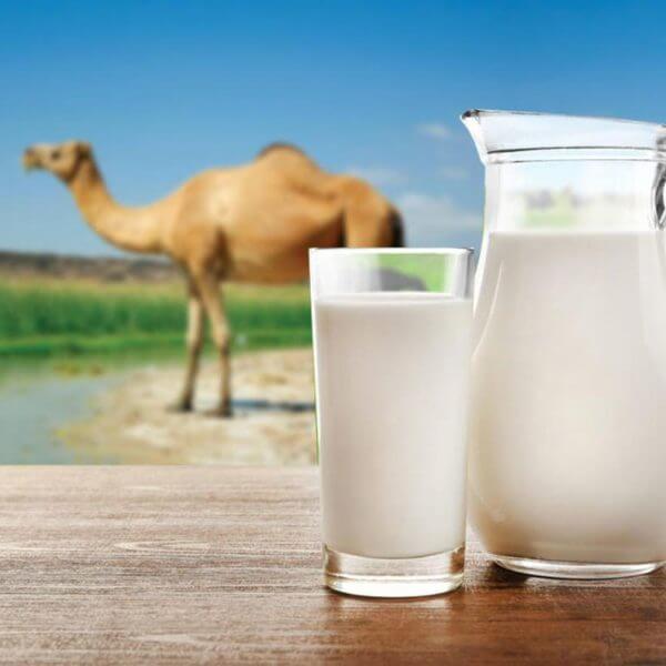 تفسير حلم شرب حليب الابل 600x600